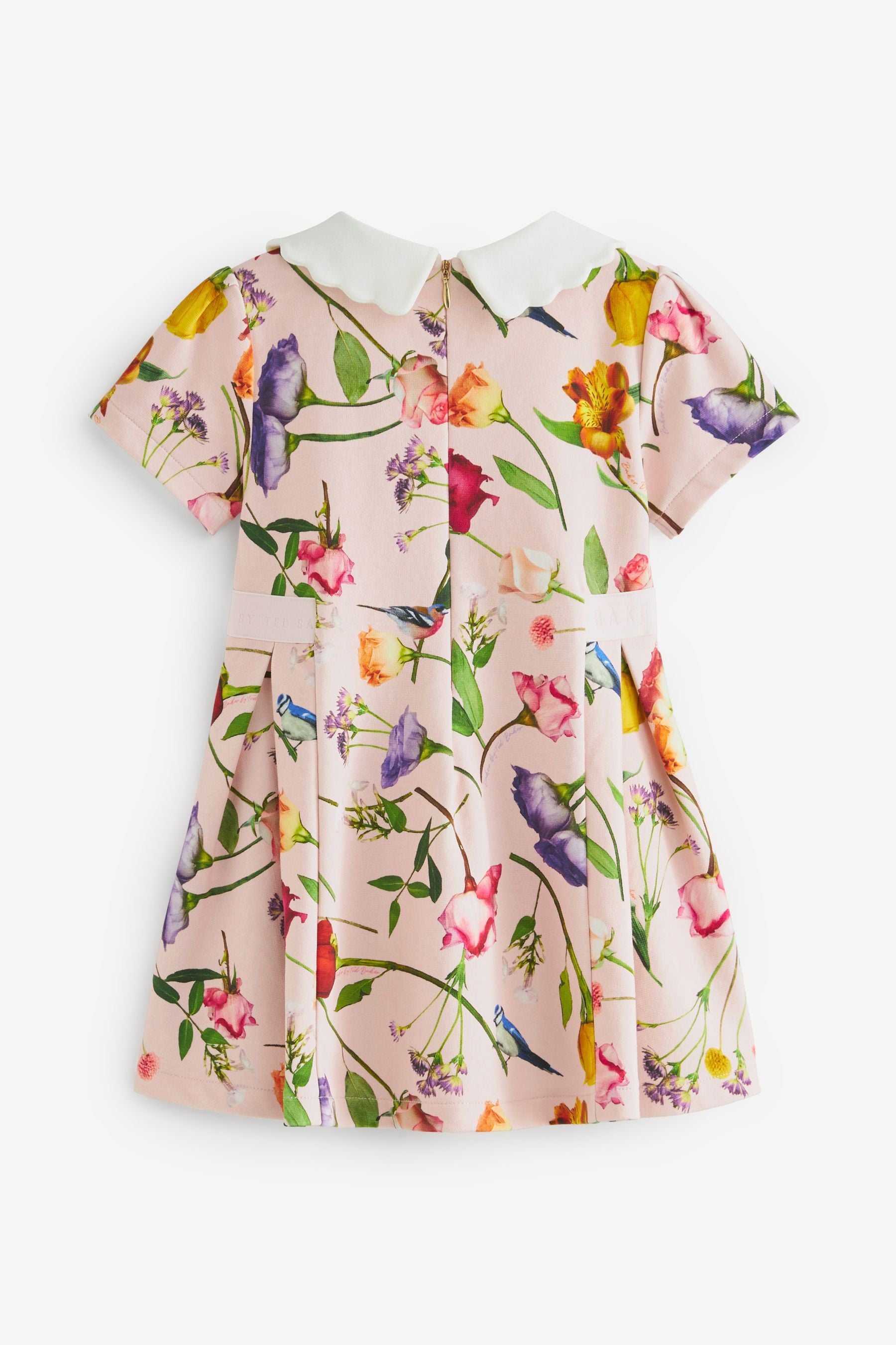 Pink Baker by Ted Baker Pink Floral Collared Ponte Dress