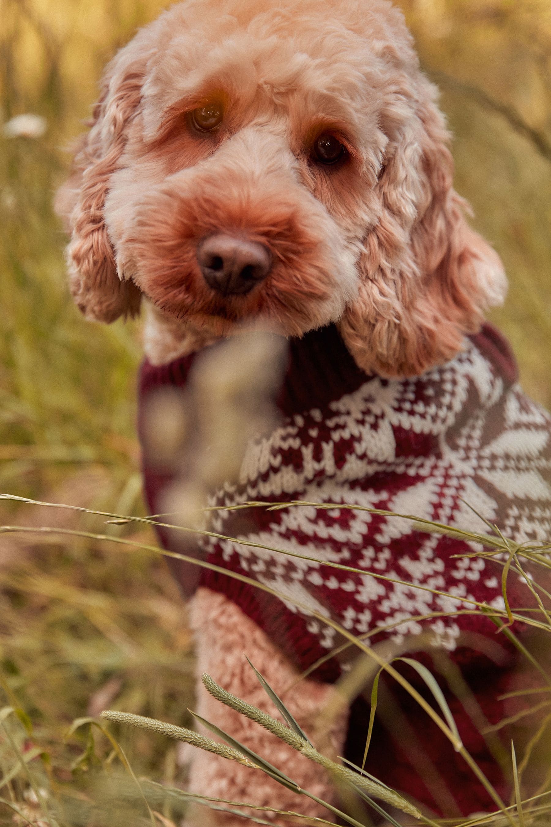 Red Fairisle Christmas Dog Jumper